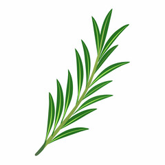 rosemary  vector isolated on a white background, rosemary vector isolated