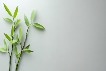 Fototapeta premium Bamboo sprouts on a plain gray background