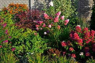 jesienny ogród z krzewami ozdobnymi, Hortensja bukietowa, sadziec purpurowy i byliny, Helenium autumnale, Hydrangea paniculata, Eupatorium purpureum, autumn garden with ornamental shrubs