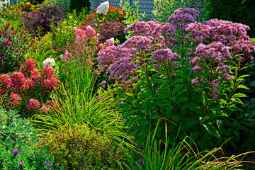 jesienny ogród z krzewami ozdobnymi, Hortensja bukietowa, sadziec purpurowy i byliny, Helenium autumnale, Hydrangea paniculata, Eupatorium purpureum, autumn garden with ornamental shrubs © kateej