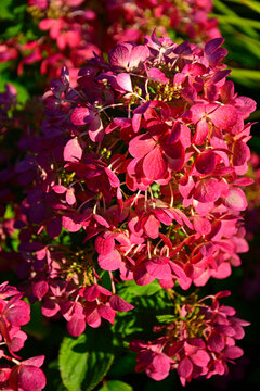 Hortensja bukietowa "Diamond Rouge", Hydrangea paniculata, Shrub of hydrangea paniculata, Hydrangea paniculata Rouge Diamand, hydrangea flower color changing from white to red during the season