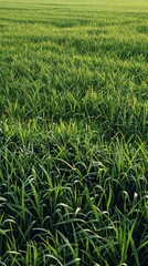 Obraz premium A serene image of lush green rice fields under the sun, dotted with trees and morning dew, creates a tranquil and wild landscape.