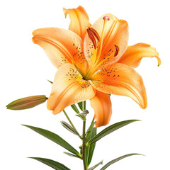 Fototapeta premium orange tiger lily
