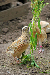  japanese quail on the hemp plant