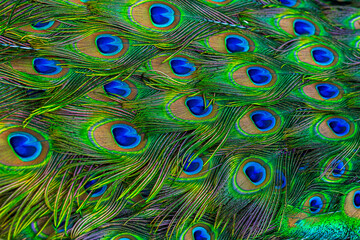Obraz premium Peacock feather,Colorful peacock feathers, glowing peacock feathers. Macro