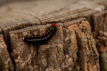 a black caterpillar crawling on wood