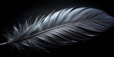 Fototapeta premium A Single Feather in a Dark Backdrop, Black and White Photography, Silhouetted Bird Feather, Minimalist Feather Design, Feather Texture, feather, black and white