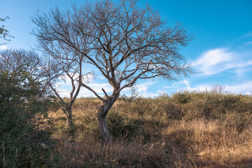 arbre solitaire dans la prairie sèche, mont Mourex