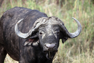 Closeup of an African Buffalo facing the viewer, Sabi Sands, South Africa
