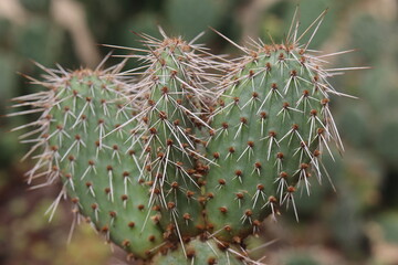 kaktus opuncja Opuntia polyacantha var. nicholii Manu
