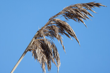 Dry spike of common reed is under blue sky background