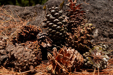 a photo of a collection of dry pine seeds