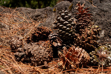 a photo of a collection of dry pine seeds