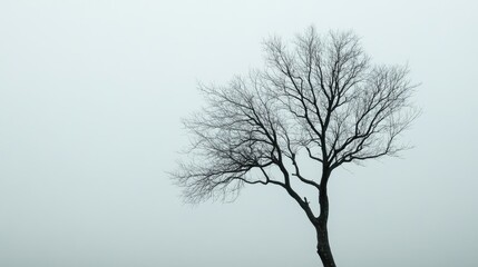 A bare tree with sprawling branches reaching towards a dull gray sky, emphasizing solitude and quiet