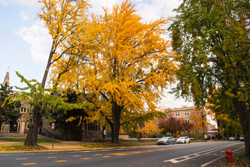 Naklejka premium autumn trees in the park