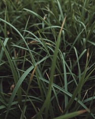 grass background