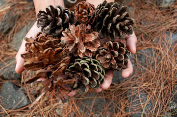 the hand holding the pine cone