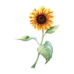 Fototapeta premium The sunflower large annual forb plant. Hand drawn botanical watercolor illustration isolated on white background. For clip art cards menu label package