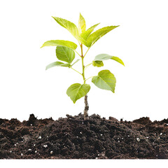 young plant in soil