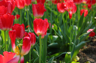 many red tulip flowers bloomed in spring in the Dutch garden with green leaves