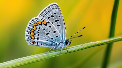 Obraz premium A close up of a butterfly sitting on top of some grass, AI