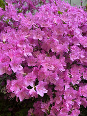 Azaleas