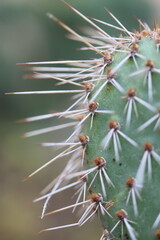 kaktus opuncja Opuntia polyacantha var. nicholii Manu