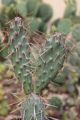 kaktus opuncja Opuntia polyacantha var. polyacantha rhodantha Pisciformis