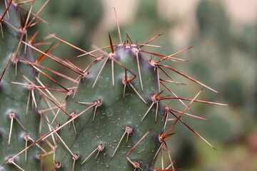 kaktus opuncja Opuntia polyacantha var. polyacantha rhodantha Pisciformis