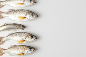 Fresh fish neatly arranged on white background