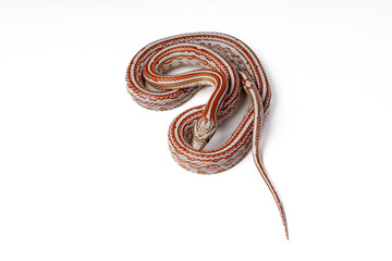 Ultra Miami Tessera Corn Snake