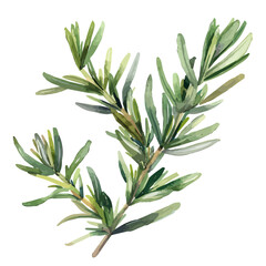 Watercolor clipart of Rosemary, isolated on a white background, and Rosemary vector