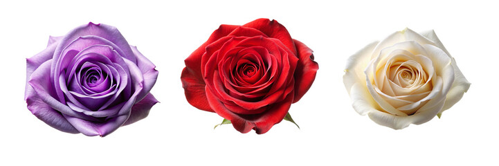 Naklejka premium Rose Flower Collection: Perfect for Bouquets, Decorations, and Crafts