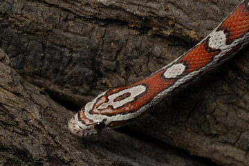 Ultra Miami Corn Snake