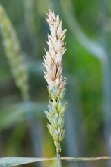 Wheat ear damaged by tiny pest, thrips in crop field.