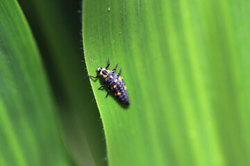 A ladybug larva on a green leaf in a crop field.