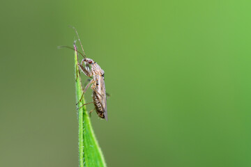 Broad Damsel Bug - Nabis sp. A predatory insect that preys on plant pests in a crop field.