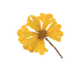 Spring flowers forsythia bloom. Yellow tabebuia flower. Tabebuia chrysantha. Nichols. Tabebuia chrysantha In full bloom.  Venezuela bellflower or tabebuia chrysantha icon, vector illustration. 