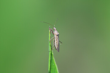 Broad Damsel Bug - Nabis sp. A predatory insect that preys on plant pests in a crop field.