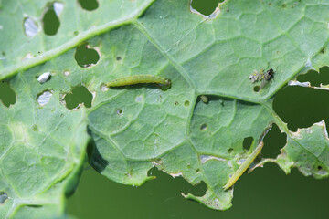 Young diamondback moth Plutella xylostella caterpillar feeding on cabbage.