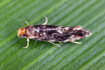 Cork moth, Nemapogon sp. on green leaf, macro photo. Fungus moth family, Tineidae.