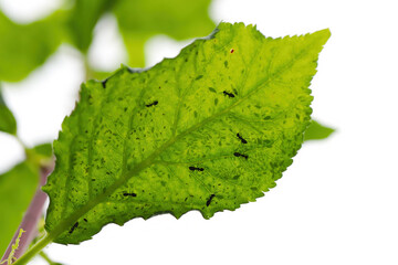 A green leaf with numerous aphids underneath and ants tending them.  
