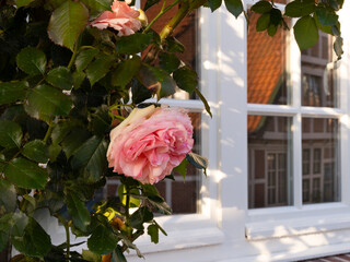 Edelrose mit Sprossenfenster und Spiegelung eines Fachwerkhauses