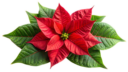 Vibrant poinsettia arrangement with glossy leaves, cut out transparent