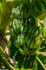 Banana tree with bunch of green bananas in agricultural plantation