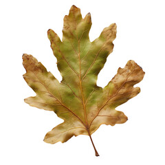 Fototapeta premium oak leaf isolated on white