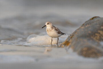 Sanderling (Calidris alba) feeding on a beach.