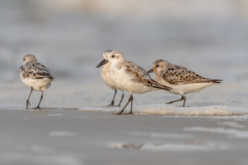 Sanderling (Calidris alba) feeding on a beach.