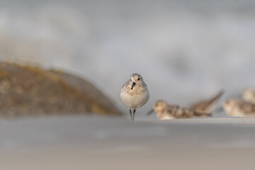 Sanderling (Calidris alba) feeding on a beach.