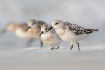 Sanderling (Calidris alba) feeding on a beach.